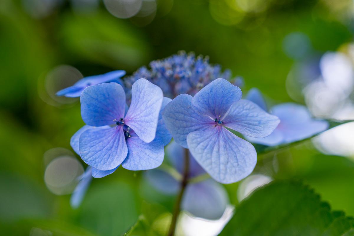 紫陽花