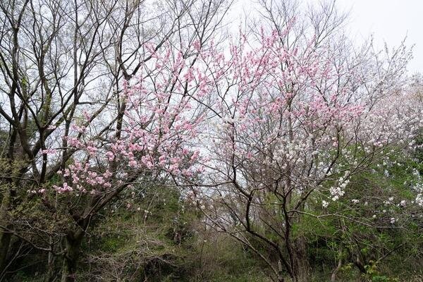 君津 The Dreaming Place ローズガーデン