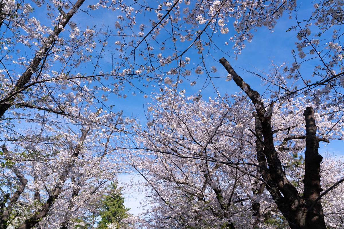 蓝天下盛开的樱花，粉白色的花瓣挂满枝头