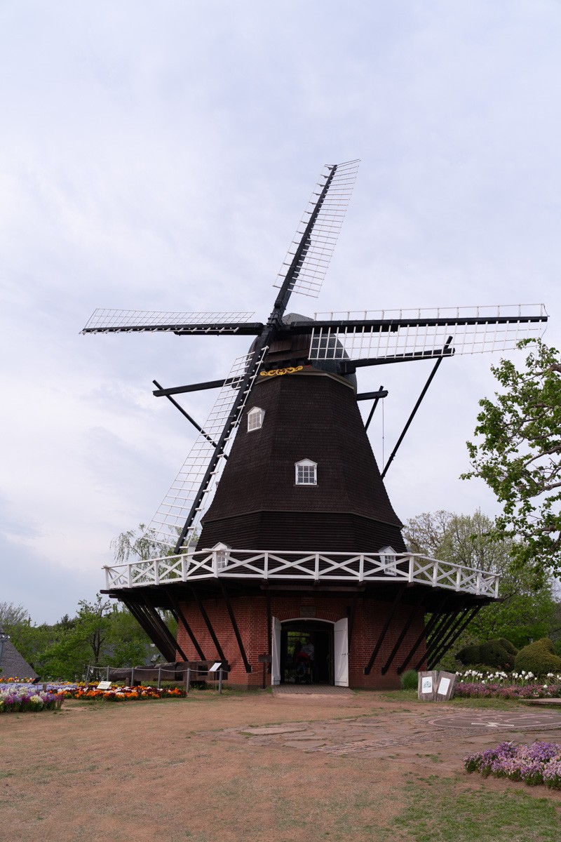 船桥安徒生公园的荷兰风车，周围盛开着彩色郁金香