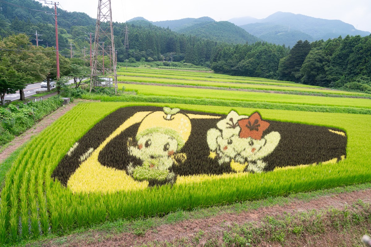 那须高原之夏：稻田艺术与向日葵