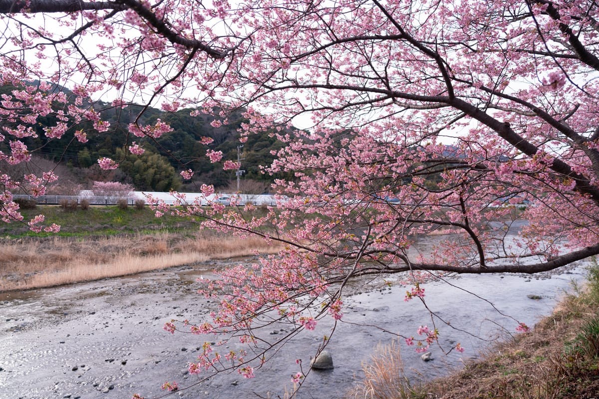 河津樱