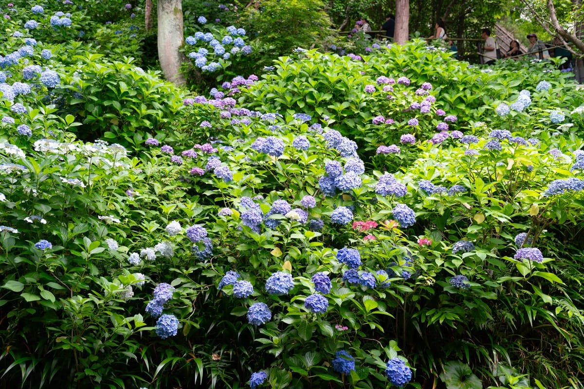 山坡上成片的蓝色与白色紫阳花